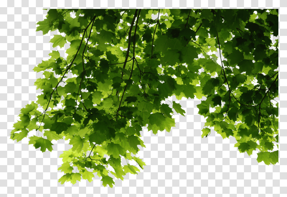 Leaves Corner Trees Leaves, Leaf, Plant, Green, Maple Leaf Transparent Png