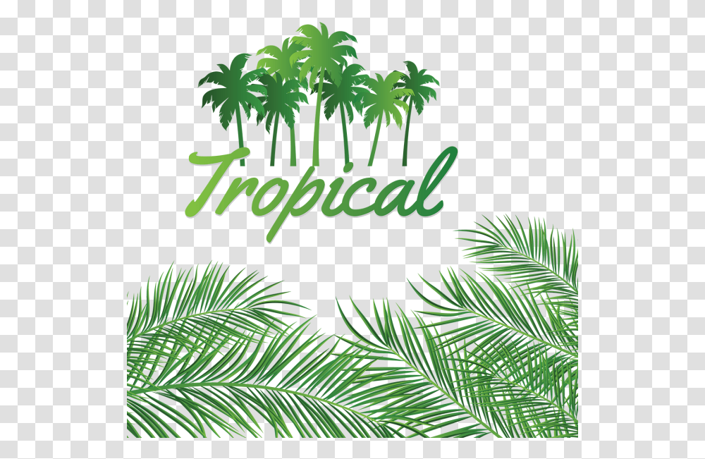Leaves Decoration With Tropical Coconut Background Linux Networking, Vegetation, Plant, Tree, Green Transparent Png