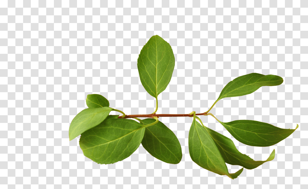 Leaves Download Branch With Leaves, Leaf, Plant, Veins, Green Transparent Png
