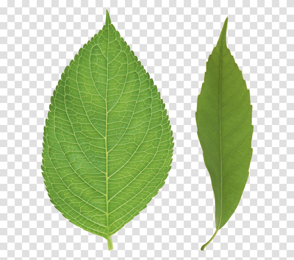 Leaves Download Tree Leaf Image, Plant, Green, Veins, Pineapple Transparent Png