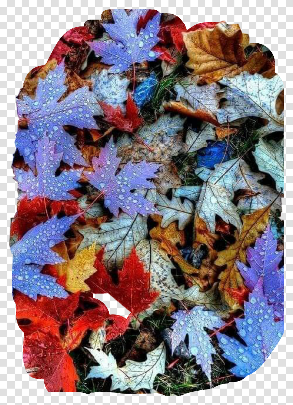 Leaves Fall Colors Autumn Dew Raindrops Ground Autumn Leaves, Leaf, Plant, Tree, Maple Leaf Transparent Png