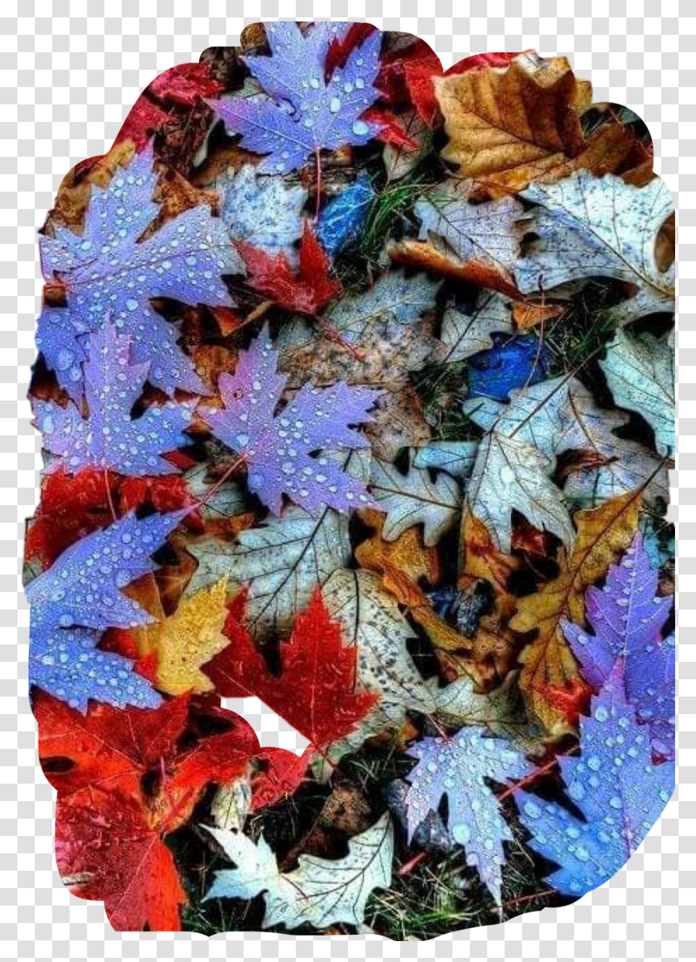 Leaves Fall Colors Autumn Dew Raindrops Ground Beautiful Leaves Of Color, Leaf, Plant, Tree, Maple Leaf Transparent Png