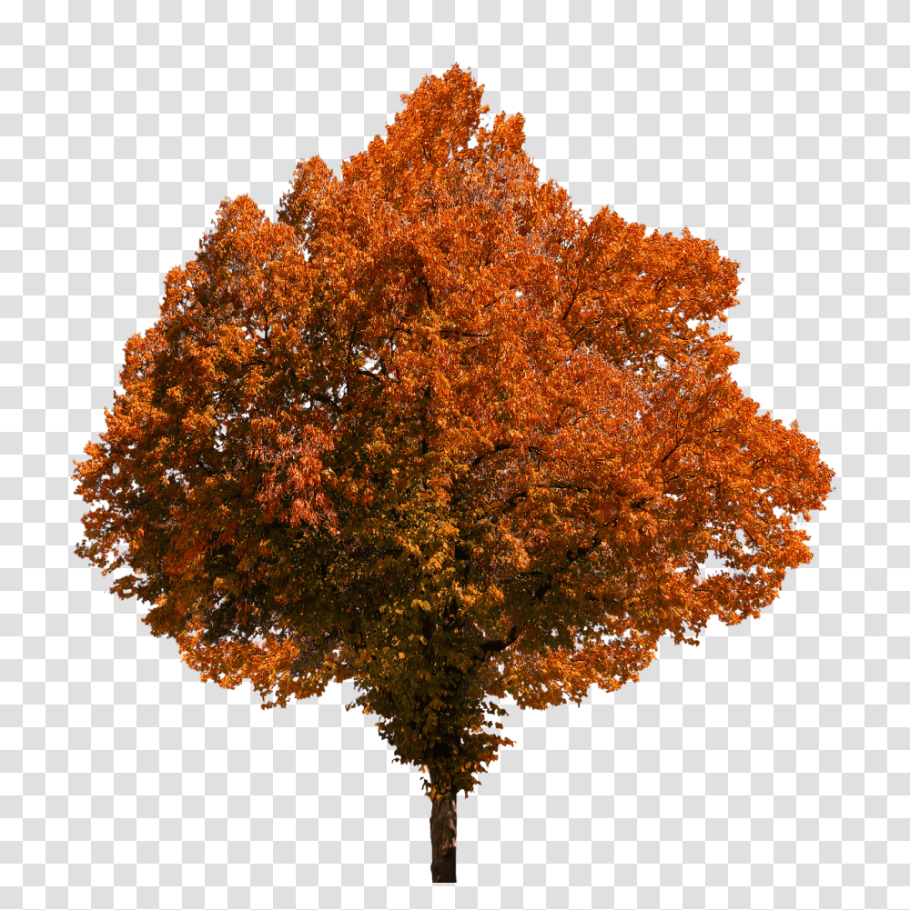 Leaves Fall Foliage Autumn Co Fall Tree Fall, Plant, Maple, Fungus, Tree Trunk Transparent Png