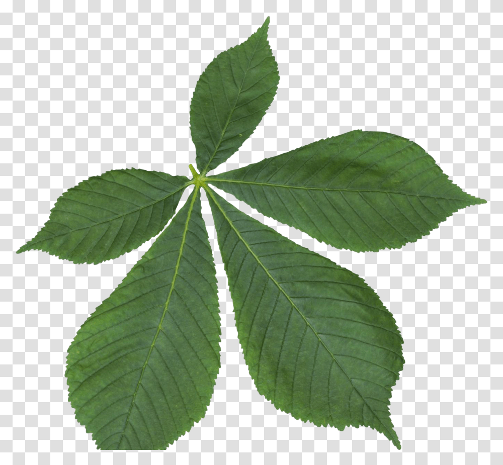 Leaves Free Palmate Compound Leaf, Plant, Tree Transparent Png