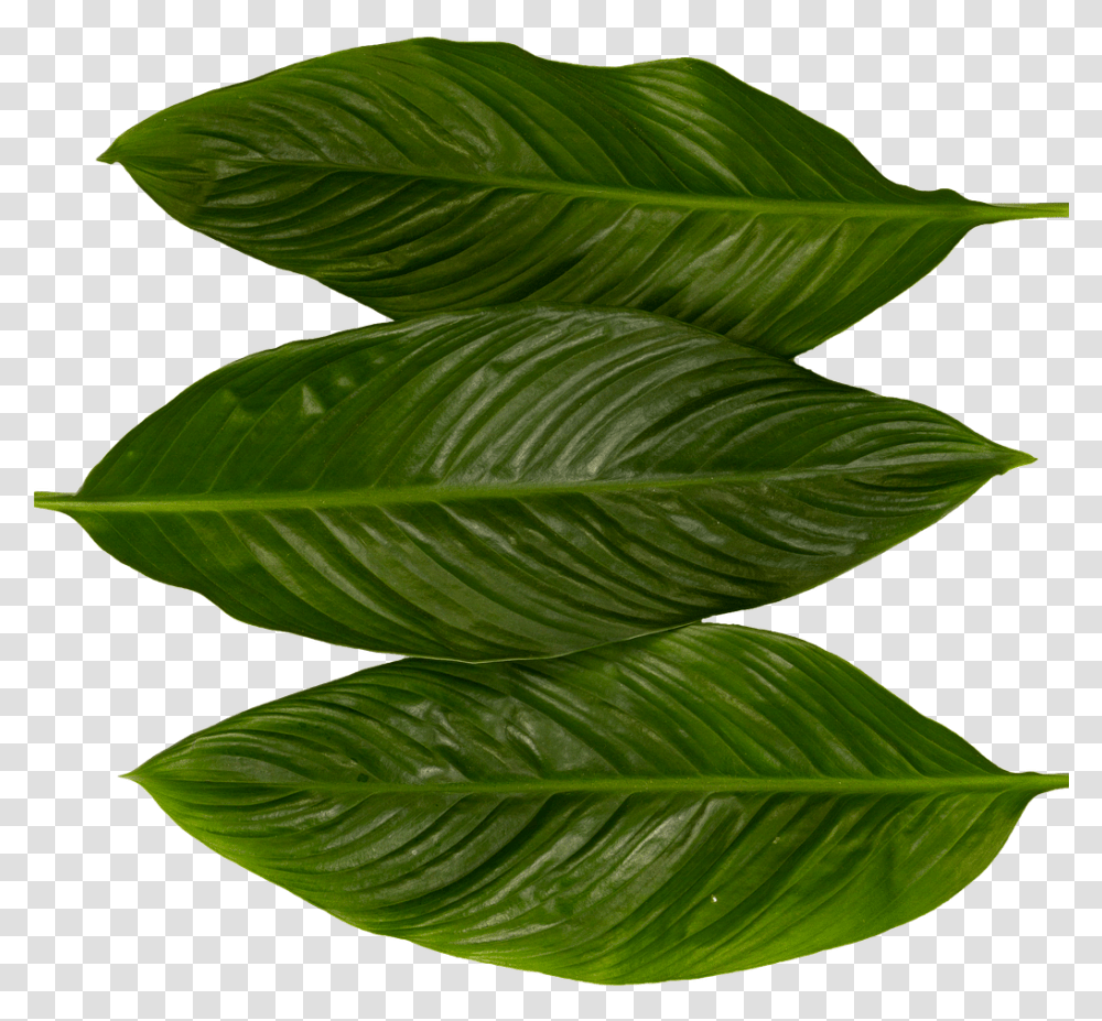 Leaves Green Nature Plant Forest Texture Pattern Perennial Plant, Leaf, Tree, Annonaceae, Flower Transparent Png