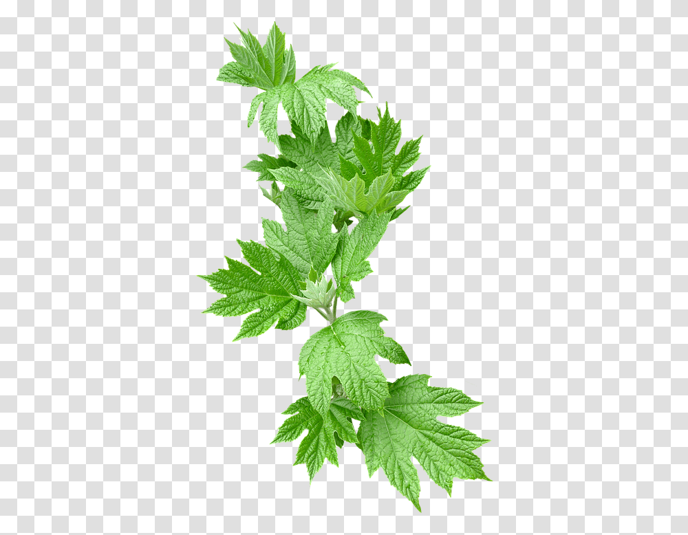 Leaves Greenery Foliage Greenery, Vase, Jar, Pottery, Plant Transparent Png