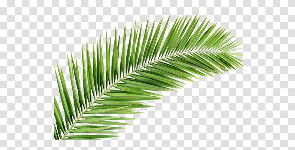 Leaves Image Background Palm Frond, Green, Leaf, Plant, Tree Transparent Png