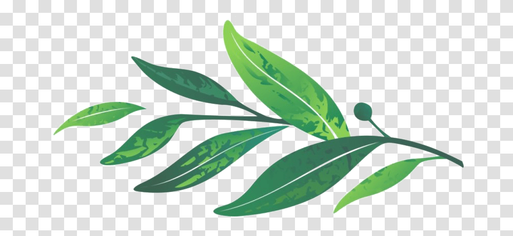 Leaves Image Laurel Leaf Clipart, Plant, Herbal, Herbs, Planter Transparent Png