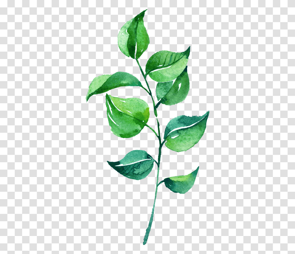 Leaves Images Free Leaf Background, Plant, Green, Annonaceae, Tree Transparent Png