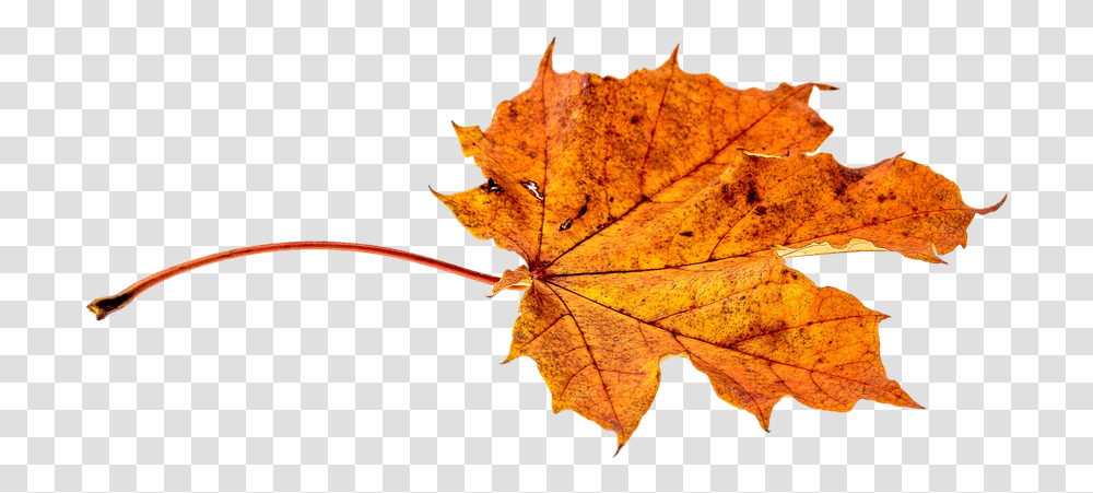 Leaves Leaf Autumn Fall Falling Leaves, Plant, Tree, Maple, Veins Transparent Png