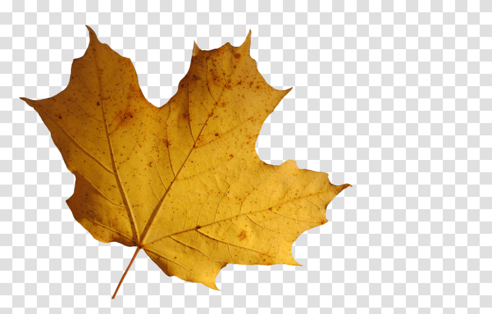 Leaves Leaf Background, Plant, Tree, Maple, Maple Leaf Transparent Png