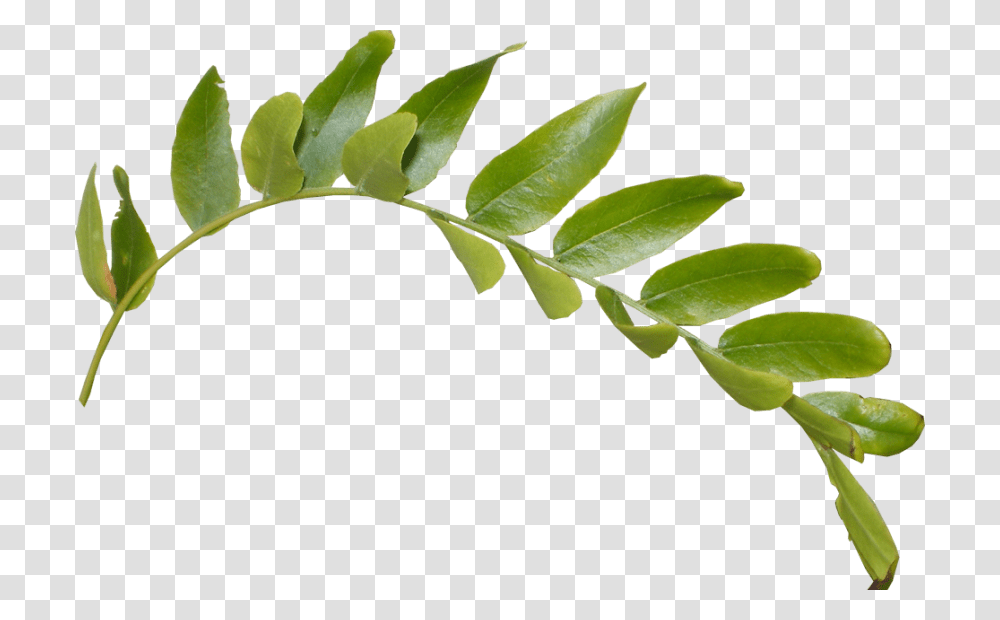 Leaves, Leaf, Plant, Green, Jar Transparent Png