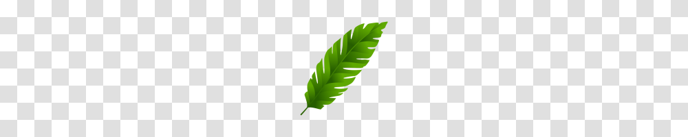 Leaves, Leaf, Plant, Green, Photography Transparent Png