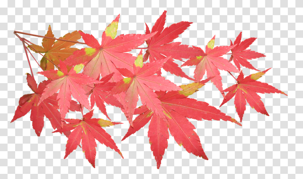 Leaves Maple Branch Autumn Fall Nature Tree Japanese Maple Leaves, Leaf, Plant, Maple Leaf, Honey Bee Transparent Png