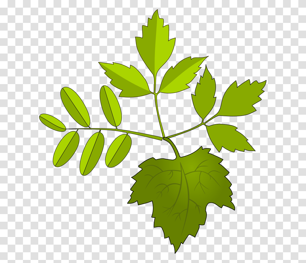 Leaves, Nature, Leaf, Plant, Green Transparent Png