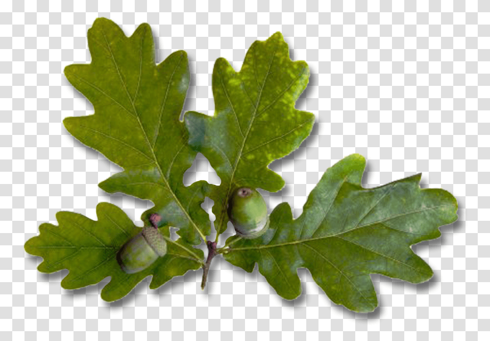 Leaves Oak Leaf, Plant, Produce, Food, Seed Transparent Png