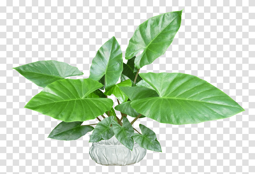 Leaves Plant Pot Tropical Houseplant Plantain Weed, Leaf, Vegetable, Food, Pottery Transparent Png