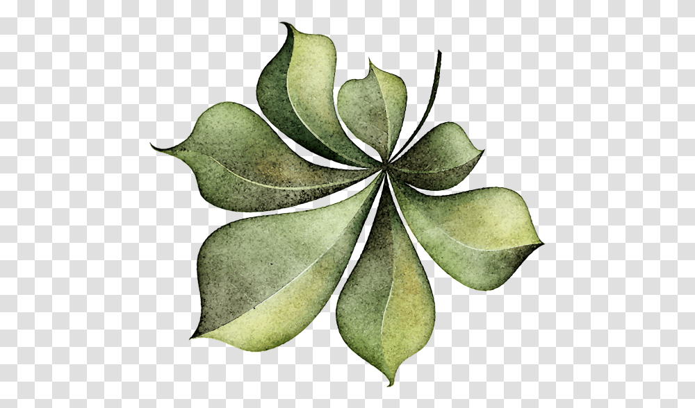 Leaves Pngs 1 Illustration, Leaf, Plant, Annonaceae, Tree Transparent Png