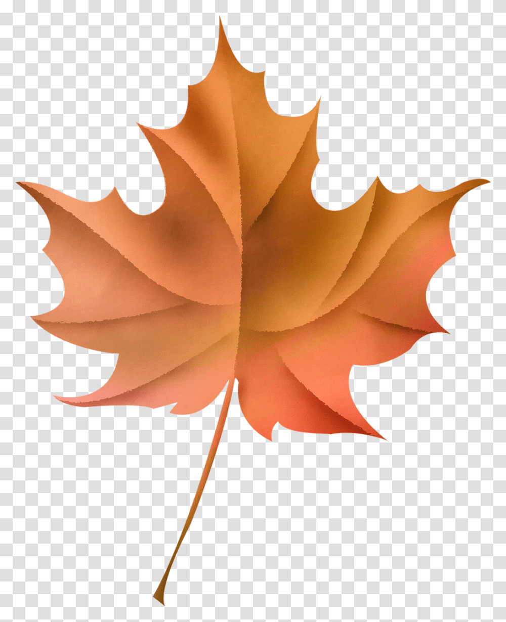 Leaves Portable Network Graphics, Leaf, Plant, Tree, Person Transparent Png