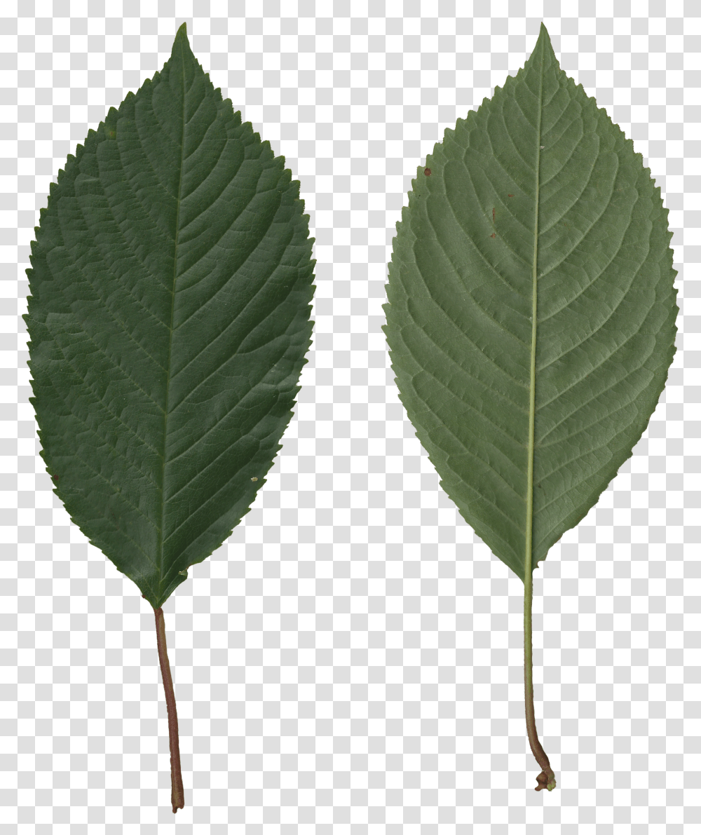 Leaves Prunus Avium Leaf, Plant, Veins, Green, Annonaceae Transparent Png