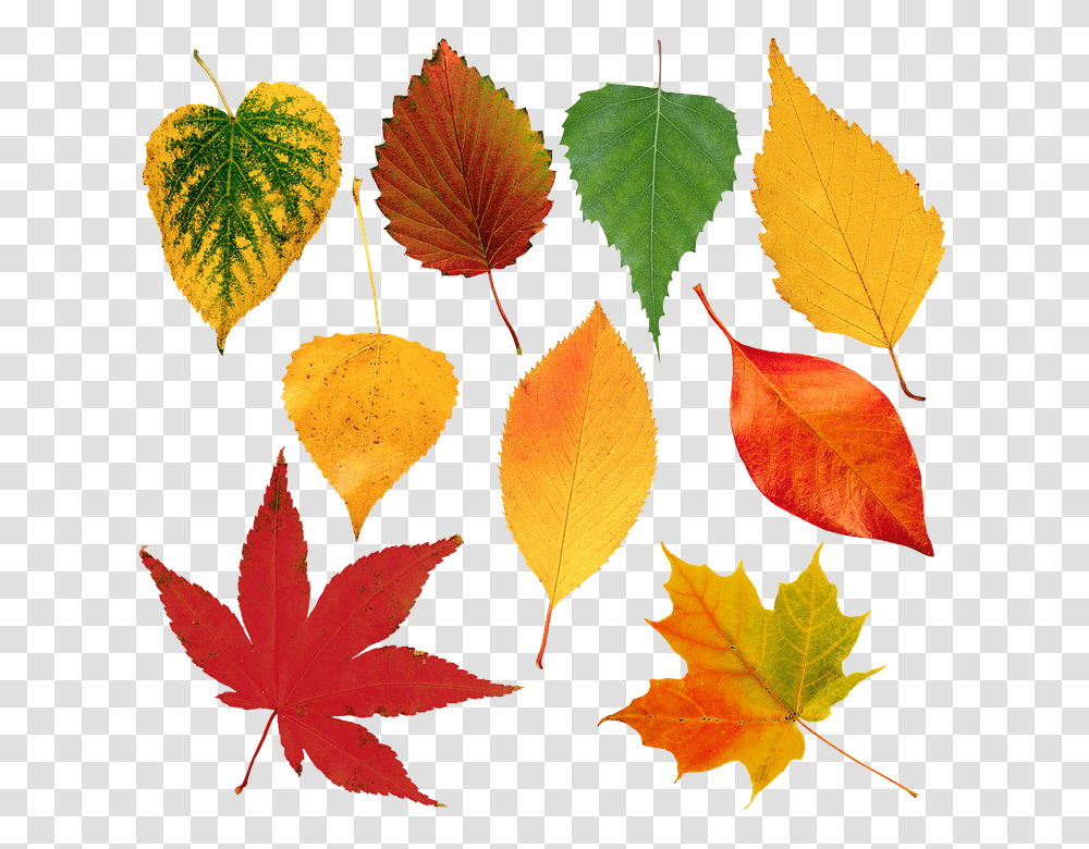 Leaves Sheet Autumn Nature Flora Fall Colors Autumn, Leaf, Plant, Tree, Maple Leaf Transparent Png