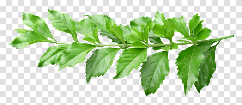 Leaves Stem Green Plant Branch Plant Leaves With Stem, Leaf, Vase, Jar, Pottery Transparent Png