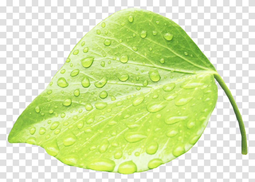 Leaves Water Green Rain Leaf With Rain Drops, Plant, Droplet, Birthday Cake, Dessert Transparent Png