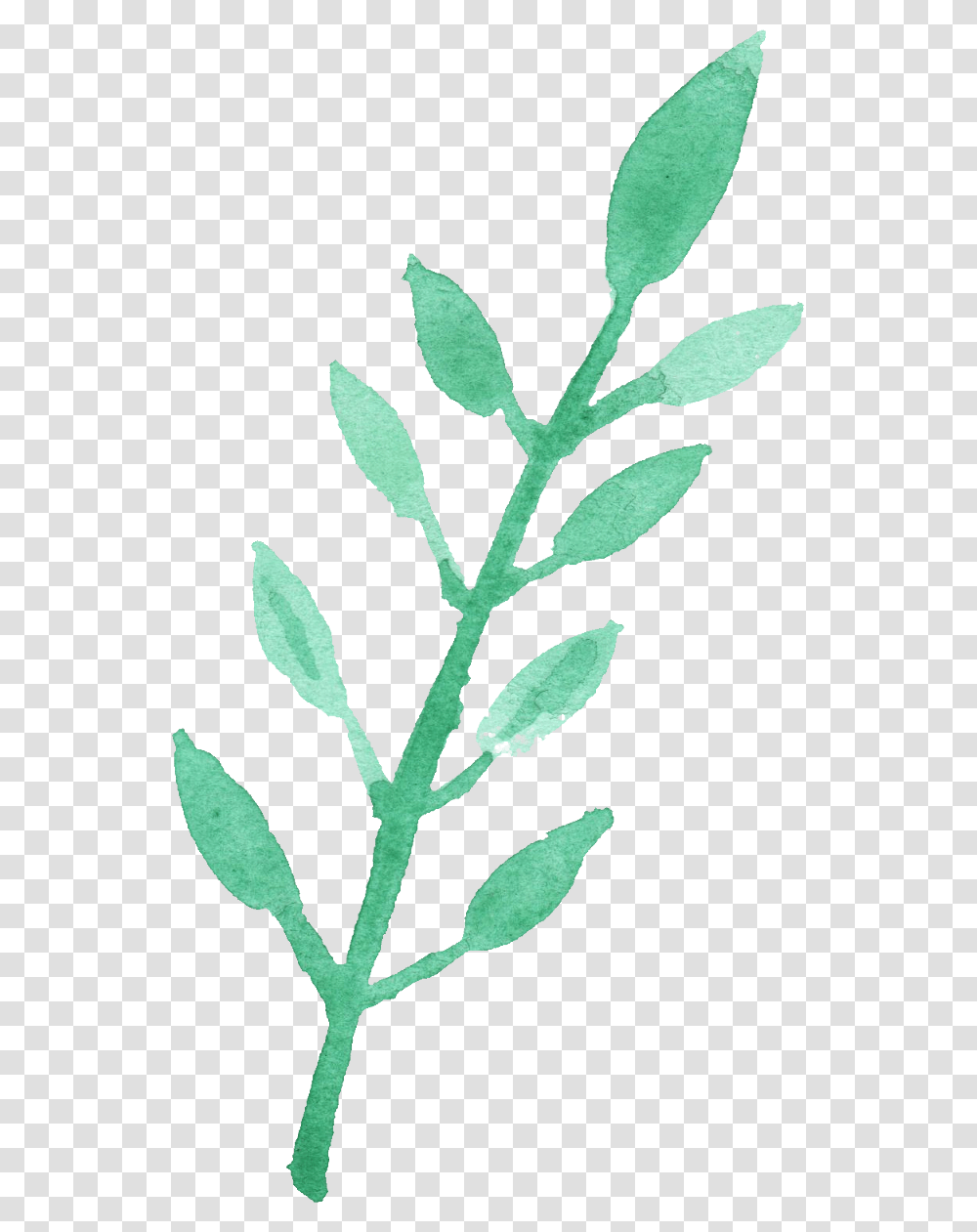 Leaves Watercolor Image, Leaf, Plant, Flower, Blossom Transparent Png