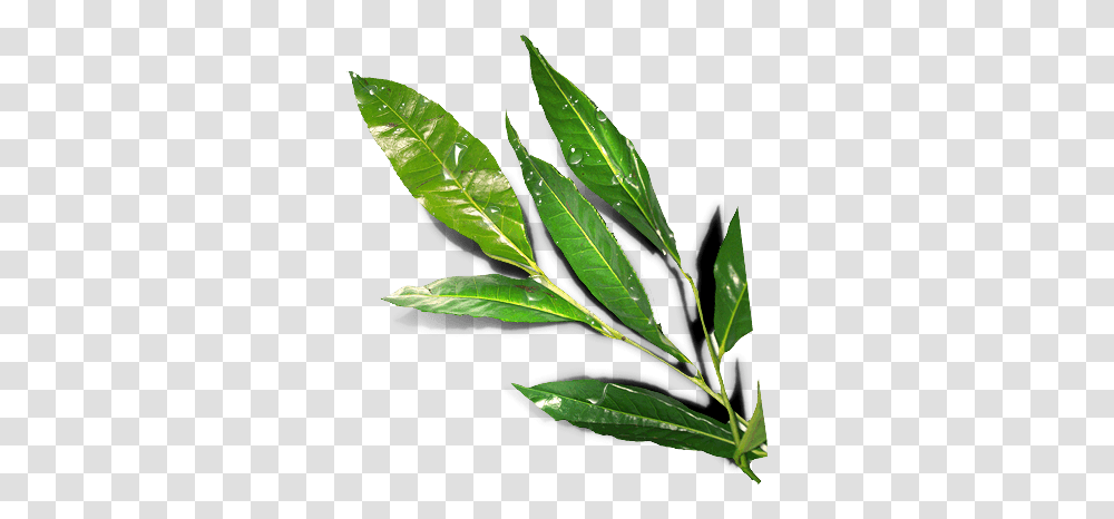 Leavespng Star Spa Uptown Bay Laurel, Leaf, Plant, Annonaceae, Tree Transparent Png