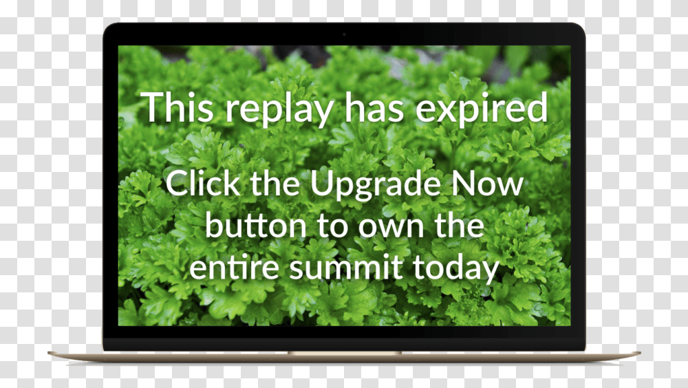 Led Backlit Lcd Display, Plant, Kale, Cabbage, Vegetable Transparent Png