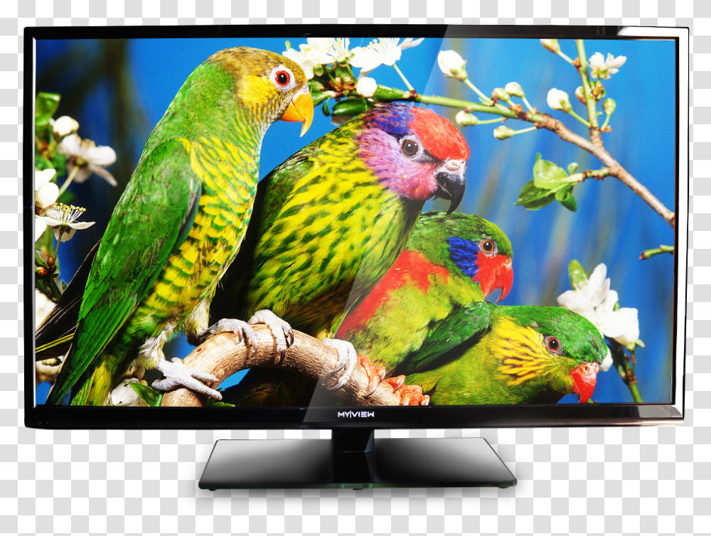 Led Television Hd, Bird, Animal, Monitor, Screen Transparent Png