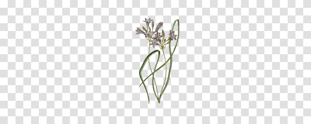 Leek Nature, Plant, Flower, Agapanthus Transparent Png