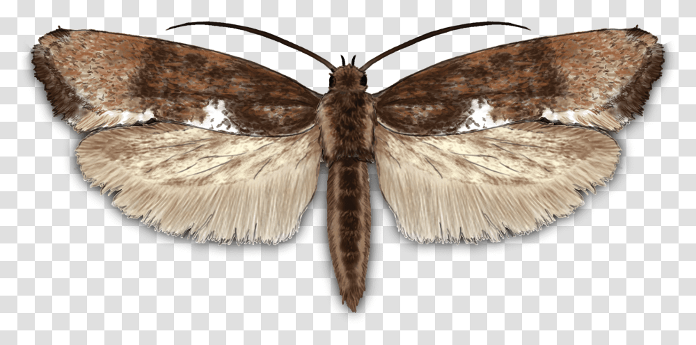 Leek Moth Peppered Moth, Butterfly, Insect, Invertebrate, Animal Transparent Png