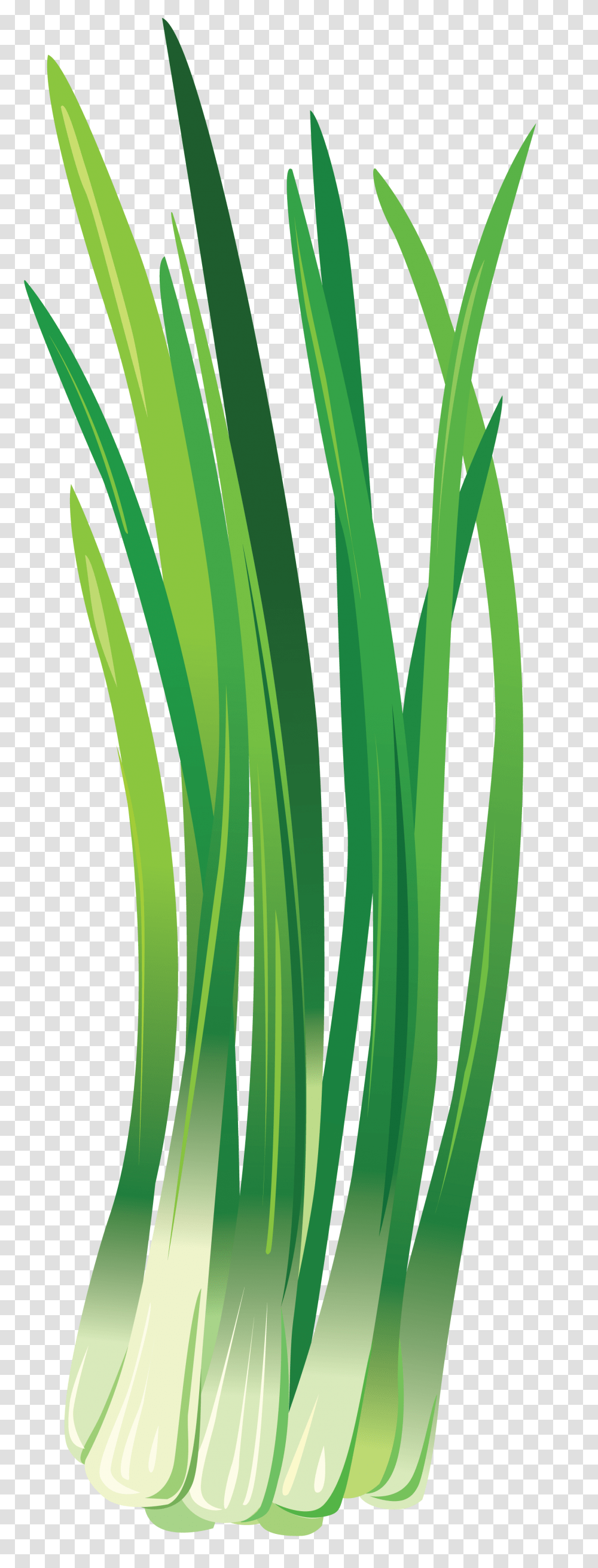 Leek, Vegetable, Plant, Flower, Blossom Transparent Png