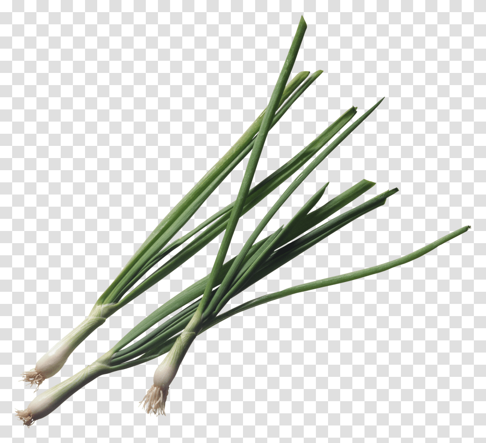 Leek, Vegetable, Plant, Food, Produce Transparent Png
