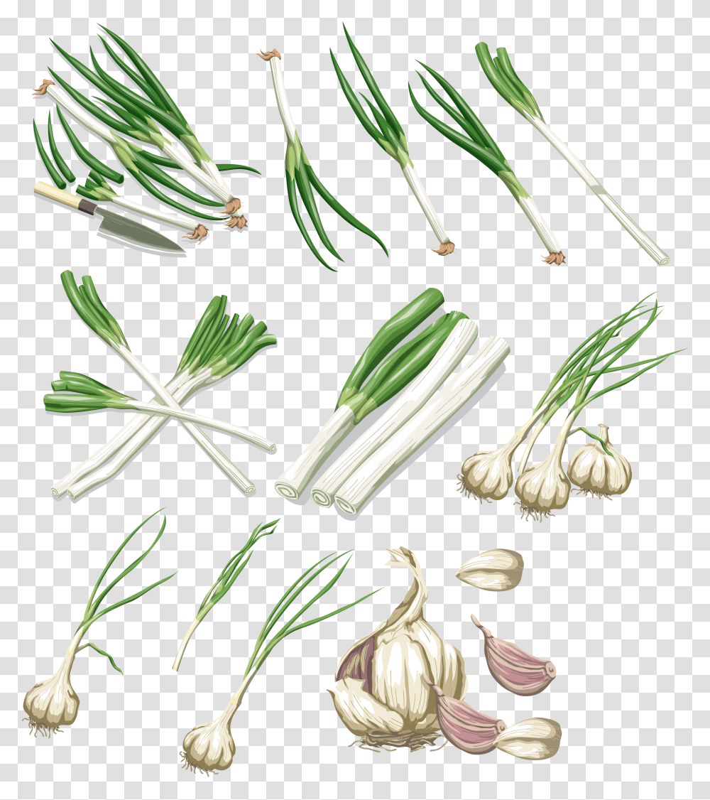 Leek, Vegetable, Plant, Food, Produce Transparent Png