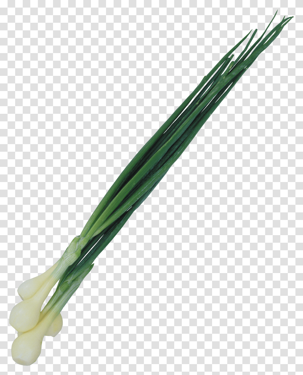 Leek, Vegetable, Plant, Produce, Food Transparent Png