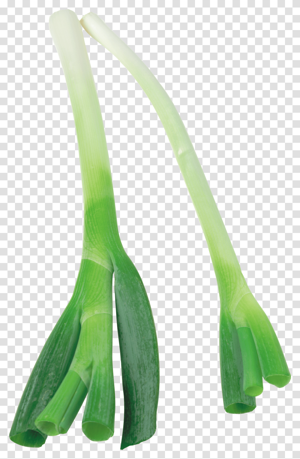 Leek, Vegetable, Plant, Produce, Food Transparent Png