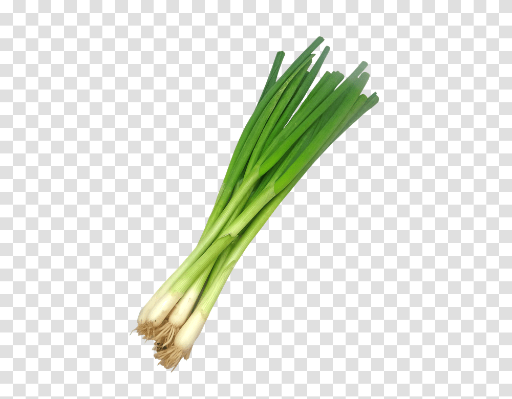 Leek, Vegetable, Plant, Produce, Food Transparent Png