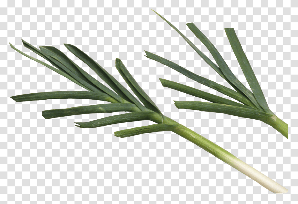 Leek, Vegetable, Plant, Produce, Food Transparent Png