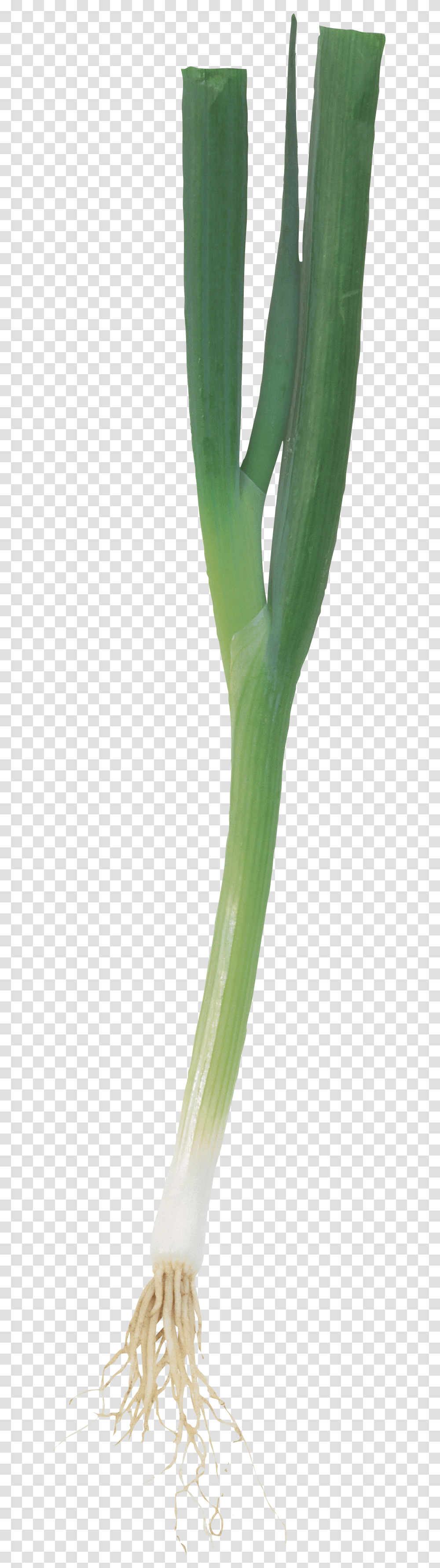 Leek, Vegetable, Plant, Produce, Food Transparent Png