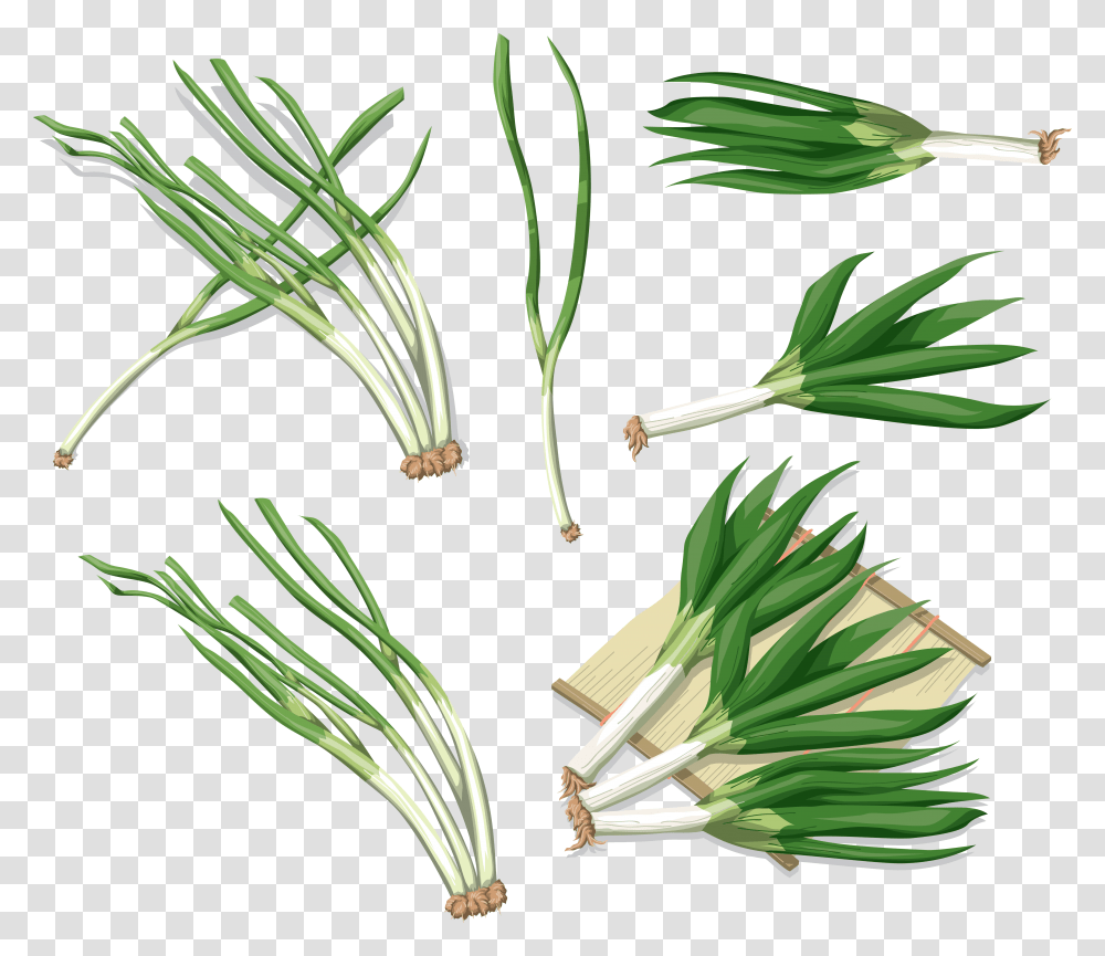 Leek, Vegetable, Plant, Produce, Food Transparent Png