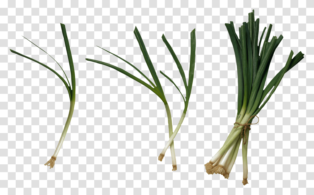 Leek, Vegetable, Plant, Produce, Food Transparent Png