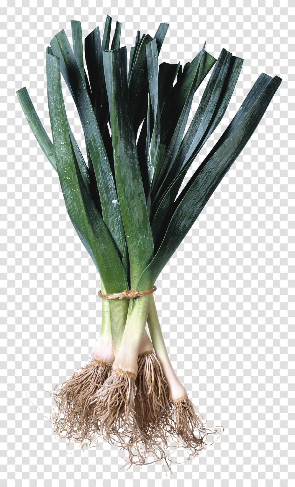 Leek, Vegetable, Plant, Produce, Food Transparent Png