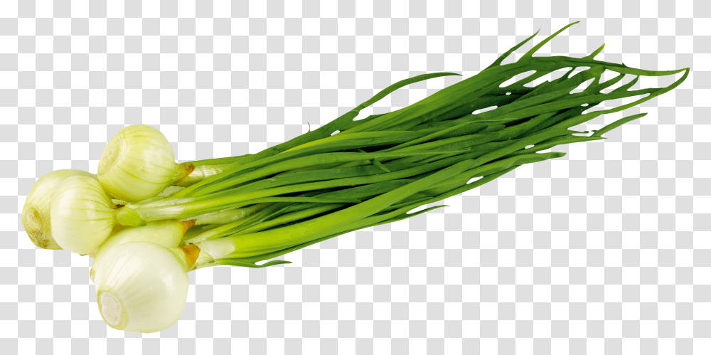 Leek, Vegetable, Plant, Produce, Food Transparent Png