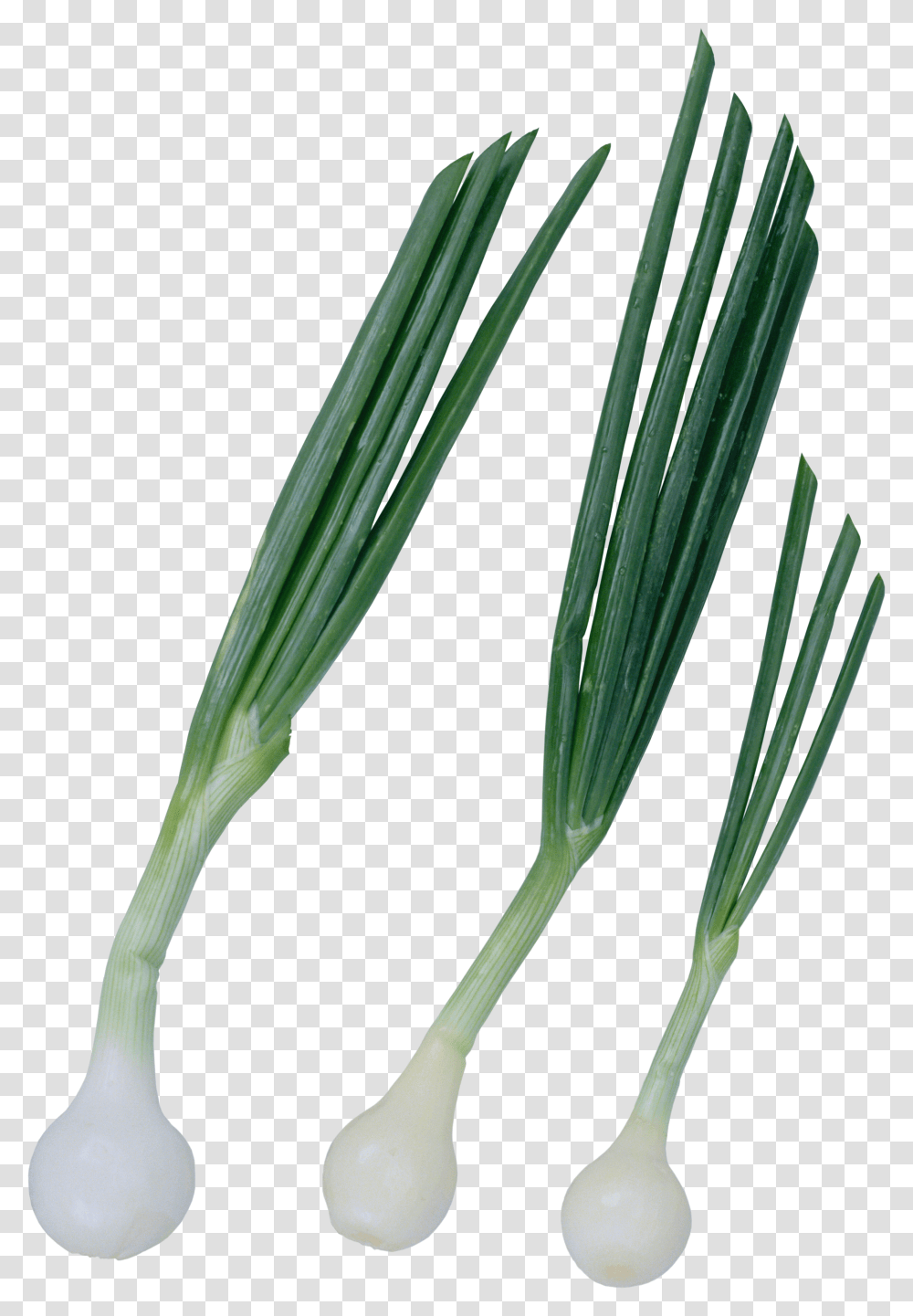 Leek, Vegetable Transparent Png