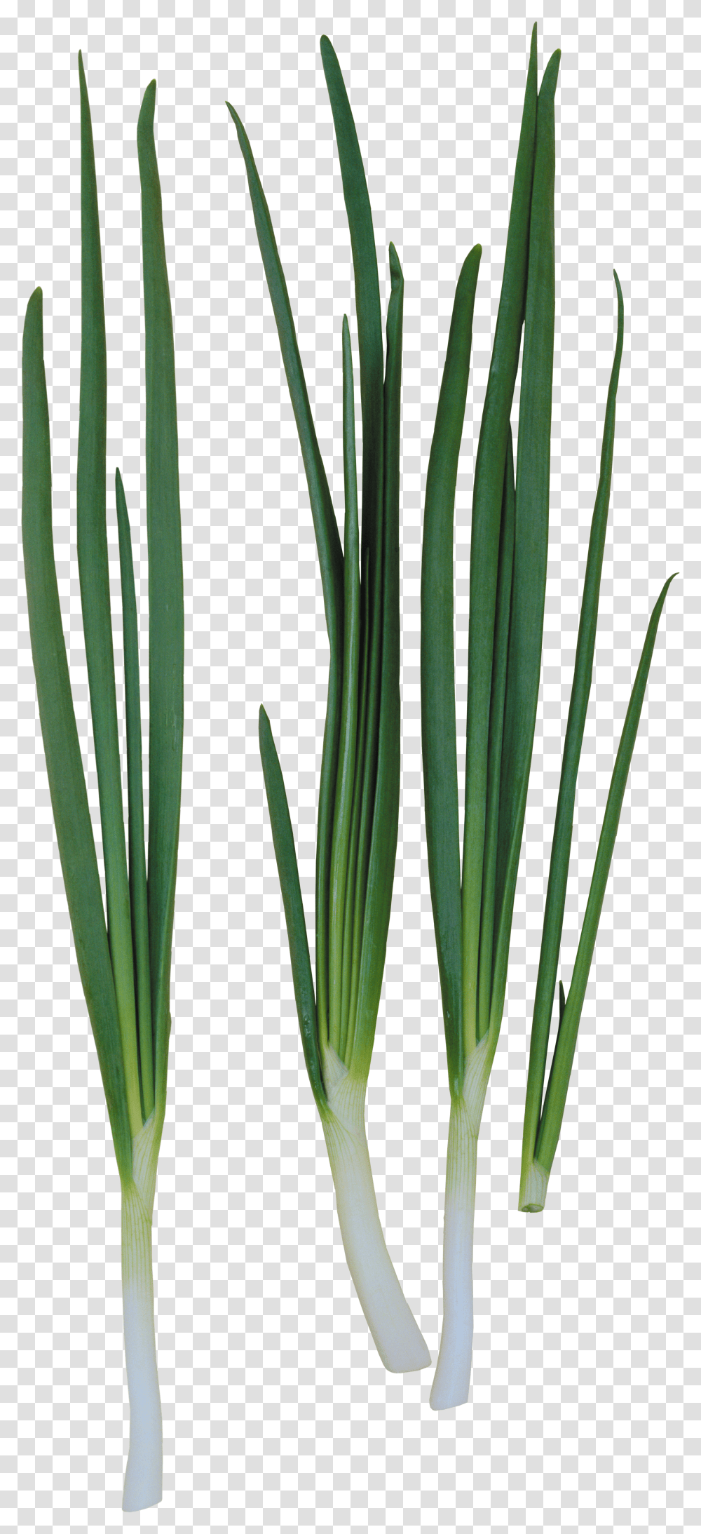 Leek, Vegetable Transparent Png