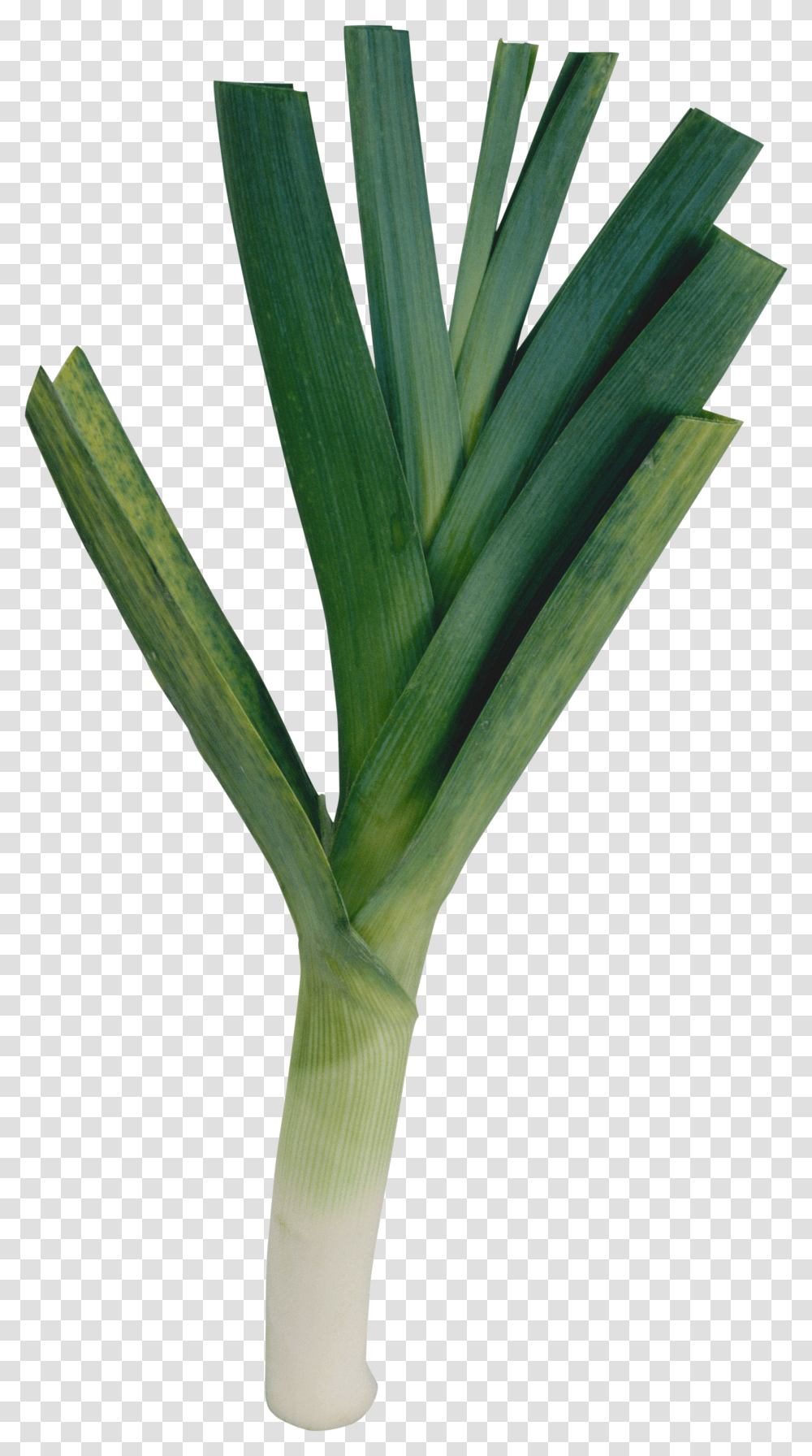 Leek, Vegetable Transparent Png