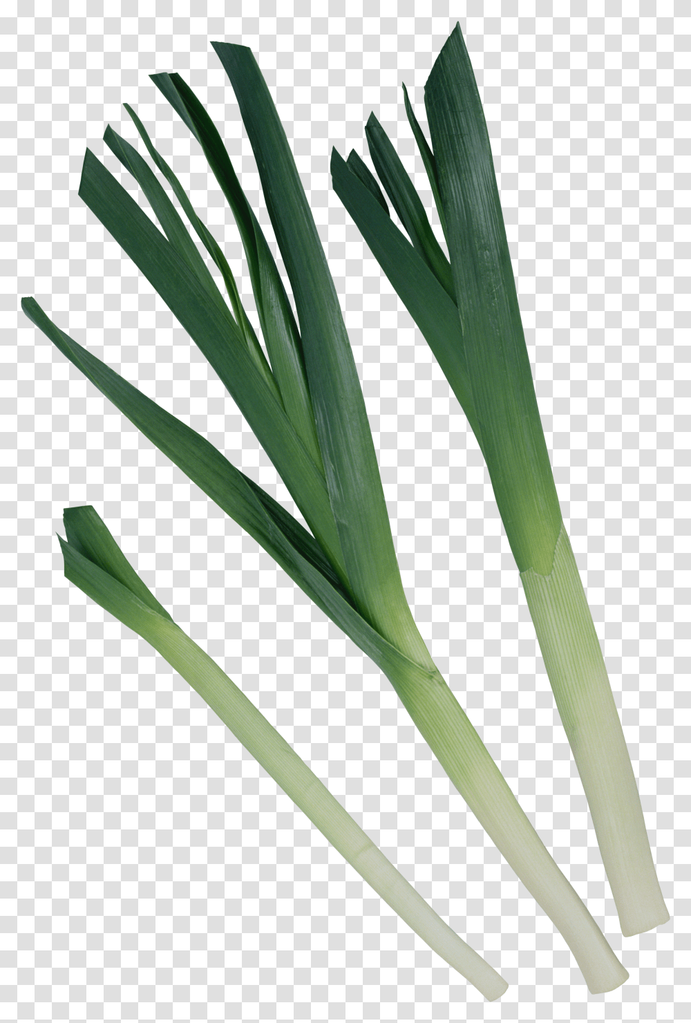 Leek, Vegetable Transparent Png