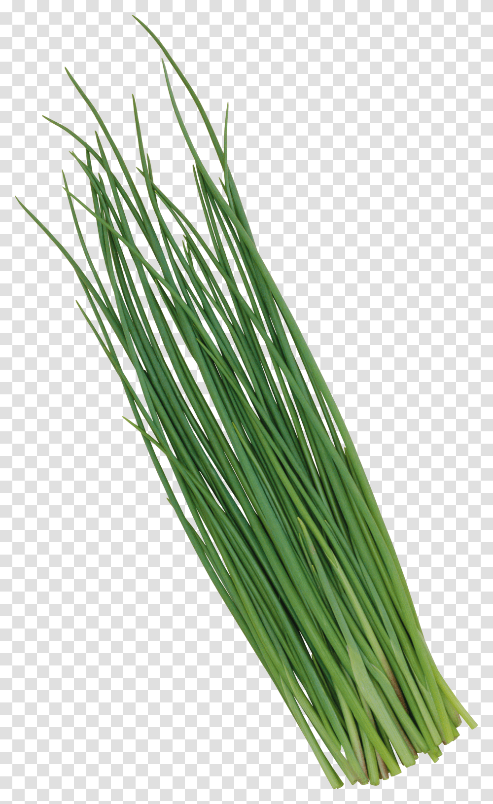 Leek, Vegetable Transparent Png